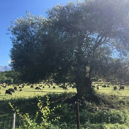 Historic In Sant Antonino With Sea Views