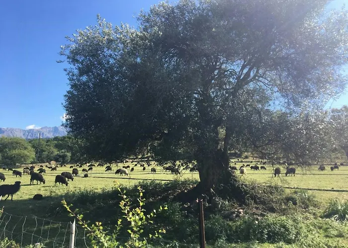 Historic In Sant Antonino With Sea Views